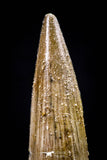 20437 - Nicely Preserved 1.48 Inch Spinosaurus Dinosaur Tooth Cretaceous