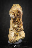 07558 - Rare Unidentified 1.01 Inch Small Theropod Dinosaur or Crocodile Phalanx Bone Cretaceous KemKem