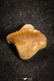 21658 - Great Collection of 20 Ginglymostoma sp Nurse Shark Teeth Paleocene