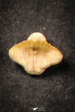 21658 - Great Collection of 20 Ginglymostoma sp Nurse Shark Teeth Paleocene