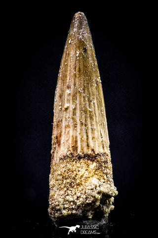 20437 - Nicely Preserved 1.48 Inch Spinosaurus Dinosaur Tooth Cretaceous