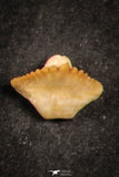 21658 - Great Collection of 20 Ginglymostoma sp Nurse Shark Teeth Paleocene