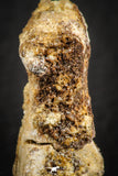 07558 - Rare Unidentified 1.01 Inch Small Theropod Dinosaur or Crocodile Phalanx Bone Cretaceous KemKem