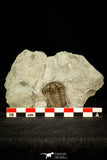 30548 - Beautiful 1.26 Inch Flexicalymene retrorsa Ordovician Trilobite - Ohio USA