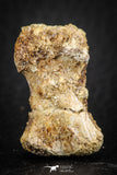 07558 - Rare Unidentified 1.01 Inch Small Theropod Dinosaur or Crocodile Phalanx Bone Cretaceous KemKem