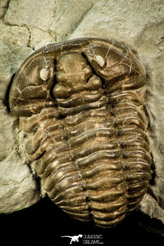 30548 - Beautiful 1.26 Inch Flexicalymene retrorsa Ordovician Trilobite - Ohio USA