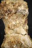 07558 - Rare Unidentified 1.01 Inch Small Theropod Dinosaur or Crocodile Phalanx Bone Cretaceous KemKem