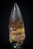20438 - Nicely Preserved 1.59 Inch Spinosaurus Dinosaur Tooth Cretaceous