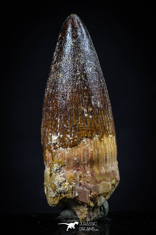 20438 - Nicely Preserved 1.59 Inch Spinosaurus Dinosaur Tooth Cretaceous