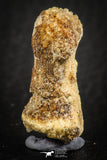 07558 - Rare Unidentified 1.01 Inch Small Theropod Dinosaur or Crocodile Phalanx Bone Cretaceous KemKem