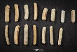 21659 - Great Collection of 15 Myliobatis Stingray Dental Plates Paleocene