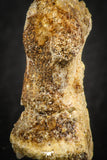 07558 - Rare Unidentified 1.01 Inch Small Theropod Dinosaur or Crocodile Phalanx Bone Cretaceous KemKem