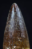 20438 - Nicely Preserved 1.59 Inch Spinosaurus Dinosaur Tooth Cretaceous