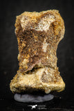 07558 - Rare Unidentified 1.01 Inch Small Theropod Dinosaur or Crocodile Phalanx Bone Cretaceous KemKem
