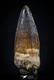 20438 - Nicely Preserved 1.59 Inch Spinosaurus Dinosaur Tooth Cretaceous