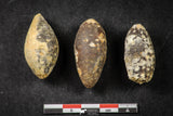 21660 - Great Collection of 3 Fossilized Silicified Pine Cones EQUICALASTROBUS Eocene Sahara Desert