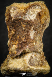 07558 - Rare Unidentified 1.01 Inch Small Theropod Dinosaur or Crocodile Phalanx Bone Cretaceous KemKem