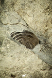 30548 - Beautiful 1.26 Inch Flexicalymene retrorsa Ordovician Trilobite - Ohio USA