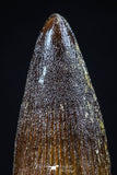 20438 - Nicely Preserved 1.59 Inch Spinosaurus Dinosaur Tooth Cretaceous