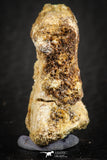 07558 - Rare Unidentified 1.01 Inch Small Theropod Dinosaur or Crocodile Phalanx Bone Cretaceous KemKem