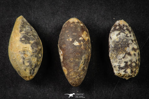 21660 - Great Collection of 3 Fossilized Silicified Pine Cones EQUICALASTROBUS Eocene Sahara Desert