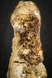 07558 - Rare Unidentified 1.01 Inch Small Theropod Dinosaur or Crocodile Phalanx Bone Cretaceous KemKem