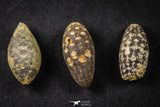 21660 - Great Collection of 3 Fossilized Silicified Pine Cones EQUICALASTROBUS Eocene Sahara Desert