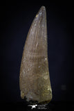 20439 - Top Quality 1.54 Inch Elasmosaur (Zarafasaura oceanis) Tooth