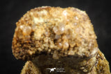 07558 - Rare Unidentified 1.01 Inch Small Theropod Dinosaur or Crocodile Phalanx Bone Cretaceous KemKem