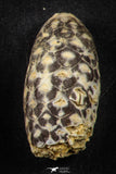 21660 - Great Collection of 3 Fossilized Silicified Pine Cones EQUICALASTROBUS Eocene Sahara Desert