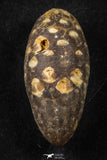 21660 - Great Collection of 3 Fossilized Silicified Pine Cones EQUICALASTROBUS Eocene Sahara Desert