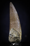 20439 - Top Quality 1.54 Inch Elasmosaur (Zarafasaura oceanis) Tooth