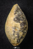 21660 - Great Collection of 3 Fossilized Silicified Pine Cones EQUICALASTROBUS Eocene Sahara Desert