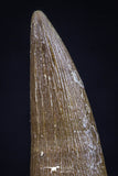 20439 - Top Quality 1.54 Inch Elasmosaur (Zarafasaura oceanis) Tooth