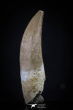 20440 - Top Quality 1.47 Inch Partially Rooted Elasmosaur (Zarafasaura oceanis) Tooth