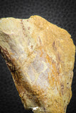 07559 - Top Rare 4.83 Inch Spinosaurus Dinosaur Skull Quadrate Bone Cretaceous KemKem