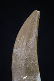 20440 - Top Quality 1.47 Inch Partially Rooted Elasmosaur (Zarafasaura oceanis) Tooth