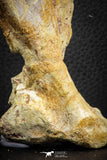 07559 - Top Rare 4.83 Inch Spinosaurus Dinosaur Skull Quadrate Bone Cretaceous KemKem