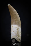 20440 - Top Quality 1.47 Inch Partially Rooted Elasmosaur (Zarafasaura oceanis) Tooth