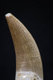 20440 - Top Quality 1.47 Inch Partially Rooted Elasmosaur (Zarafasaura oceanis) Tooth