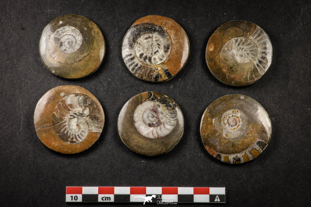 21662 - Great Collection of 6 Polished Devonian Cephalopods