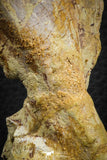 07559 - Top Rare 4.83 Inch Spinosaurus Dinosaur Skull Quadrate Bone Cretaceous KemKem