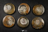21662 - Great Collection of 6 Polished Devonian Cephalopods