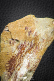 07559 - Top Rare 4.83 Inch Spinosaurus Dinosaur Skull Quadrate Bone Cretaceous KemKem