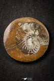 21662 - Great Collection of 6 Polished Devonian Cephalopods