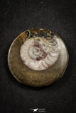 21662 - Great Collection of 6 Polished Devonian Cephalopods