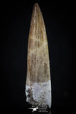 20441 - Top Quality 1.84 Inch Partially Rooted Elasmosaur (Zarafasaura oceanis) Tooth
