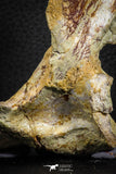 07559 - Top Rare 4.83 Inch Spinosaurus Dinosaur Skull Quadrate Bone Cretaceous KemKem