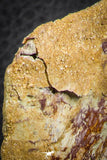 07559 - Top Rare 4.83 Inch Spinosaurus Dinosaur Skull Quadrate Bone Cretaceous KemKem