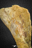 07559 - Top Rare 4.83 Inch Spinosaurus Dinosaur Skull Quadrate Bone Cretaceous KemKem